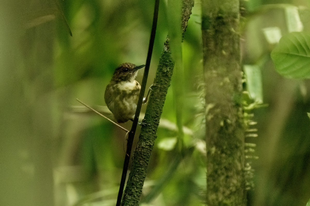 Spotted Antbird - Daniel Arndt