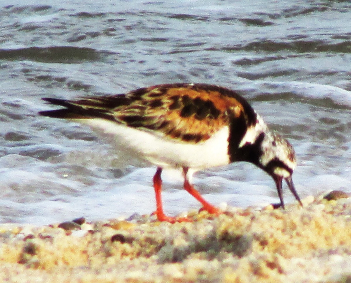 Ruddy Turnstone - ML617574179