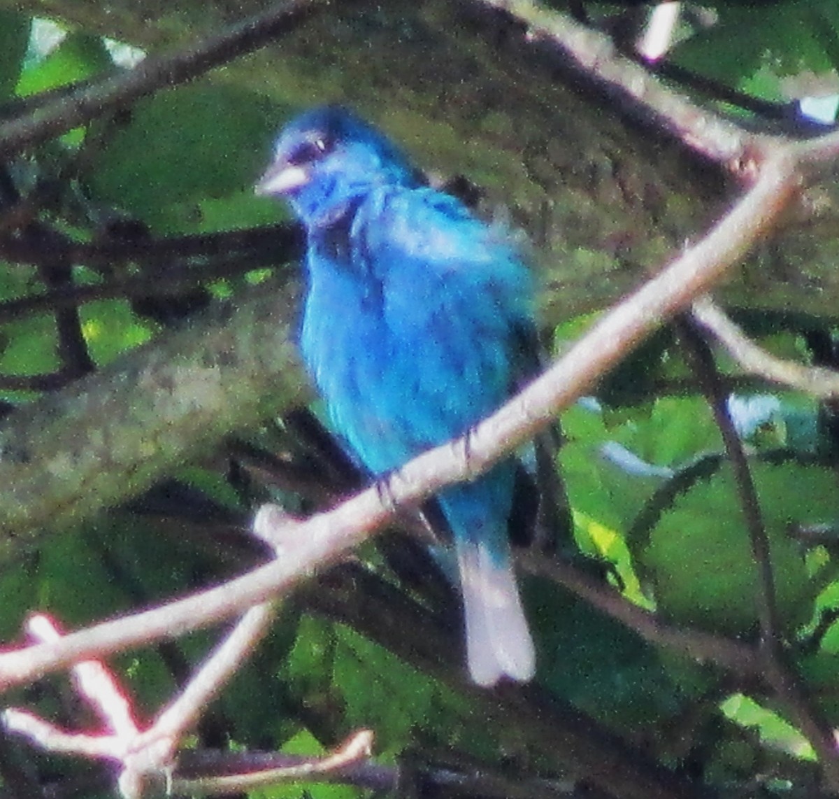 Indigo Bunting - ML617574185