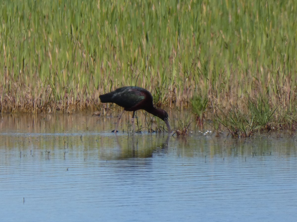 Glossy Ibis - ML617574188