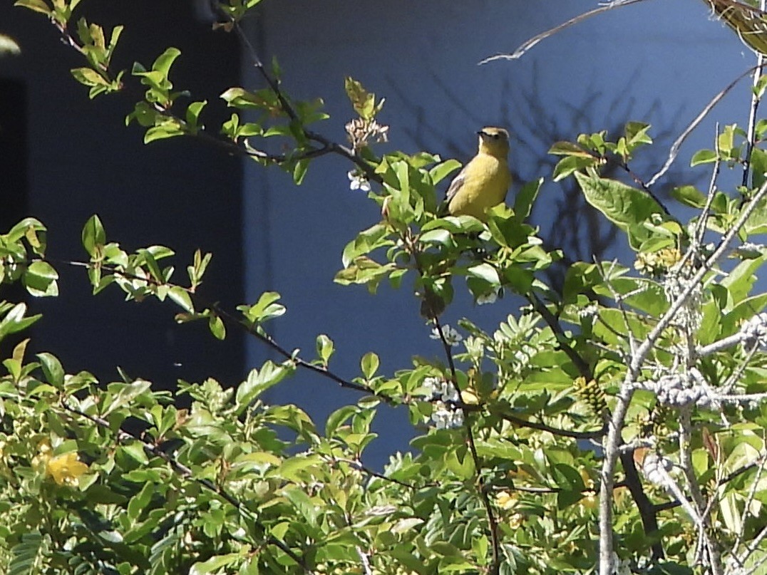 Hooded Oriole - MIck Griffin