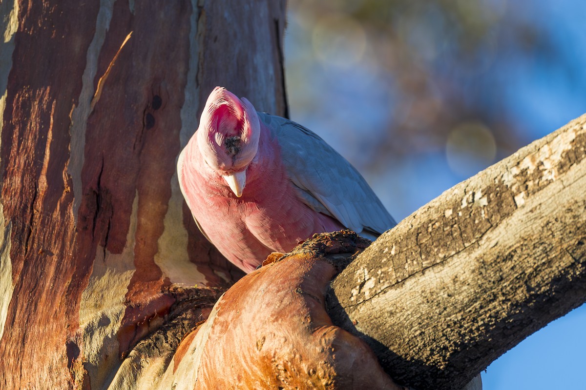 Cacatúa Galah - ML617574324