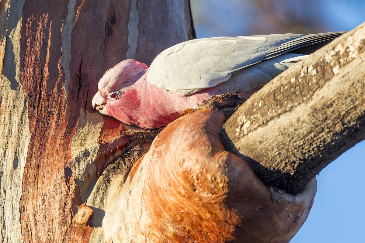 Cacatúa Galah - ML617574325