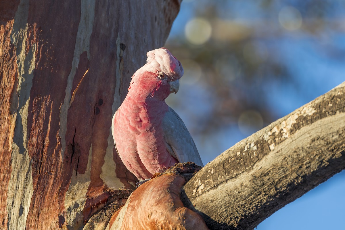 Cacatúa Galah - ML617574326