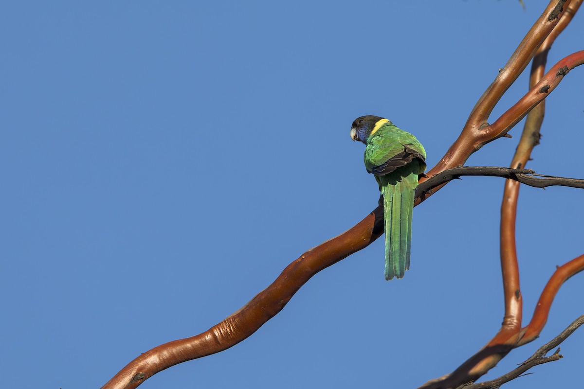 Australian Ringneck - ML617574331