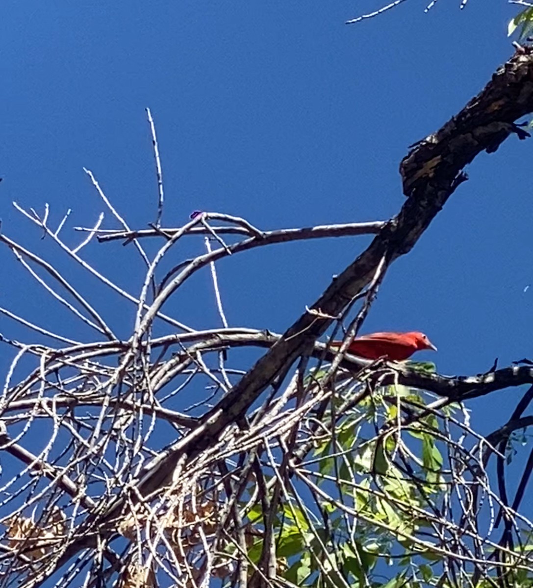 Summer Tanager - ML617574349