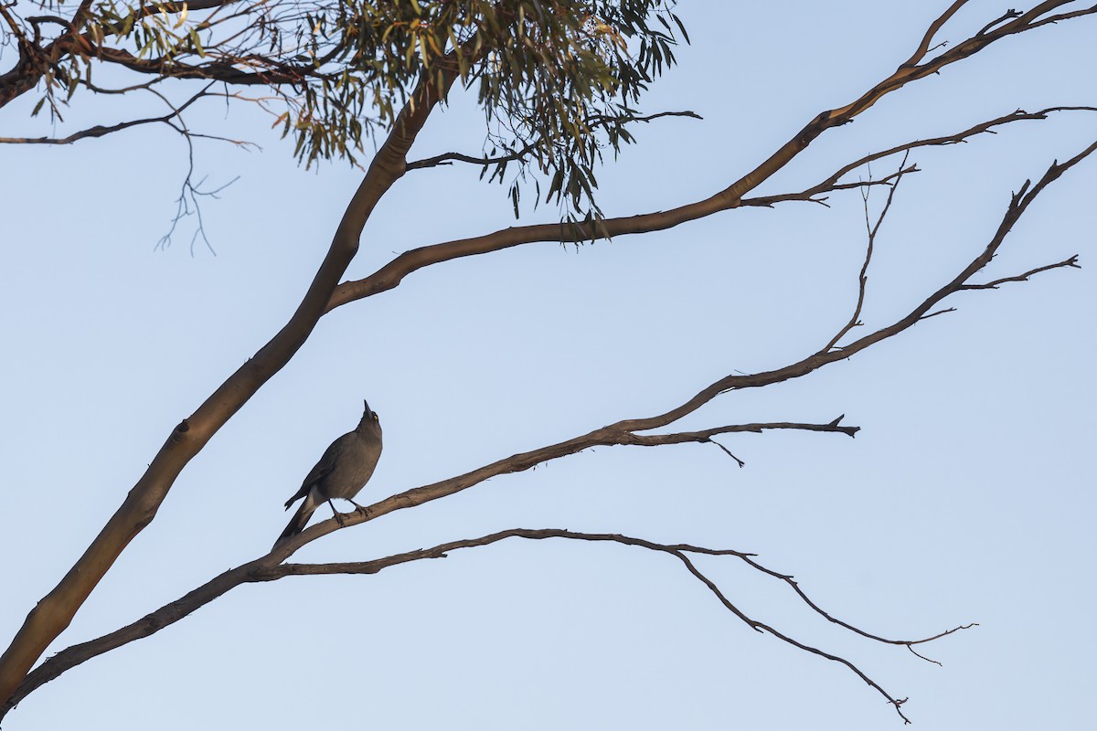 Gray Currawong - ML617574355