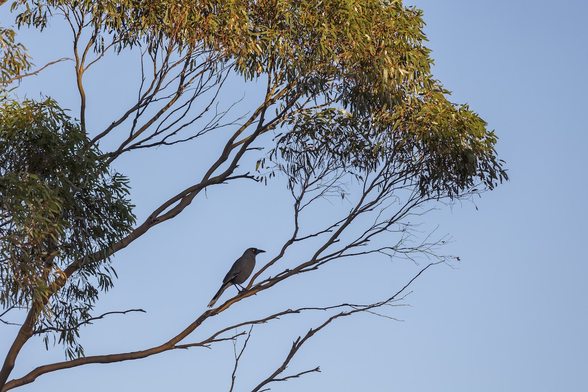 Gray Currawong - ML617574356