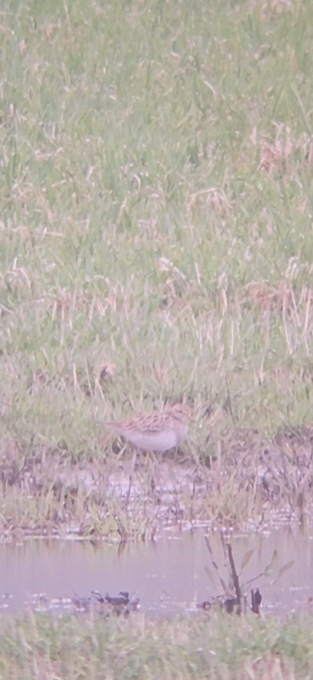 Pectoral Sandpiper - ML617574362