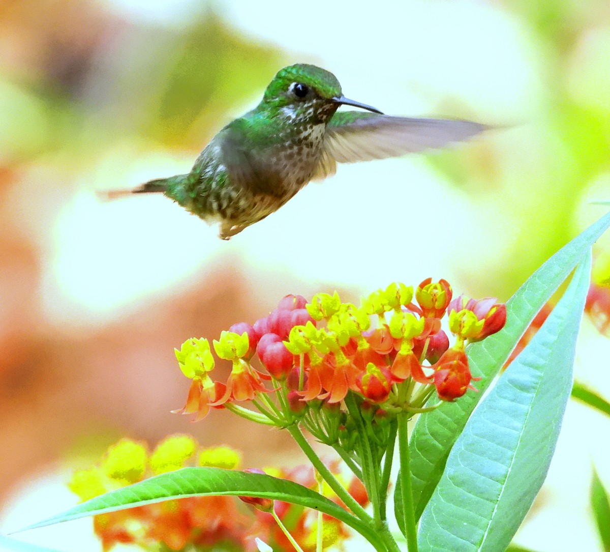 Colibrí de Raquetas Faldiblanco - ML617574381