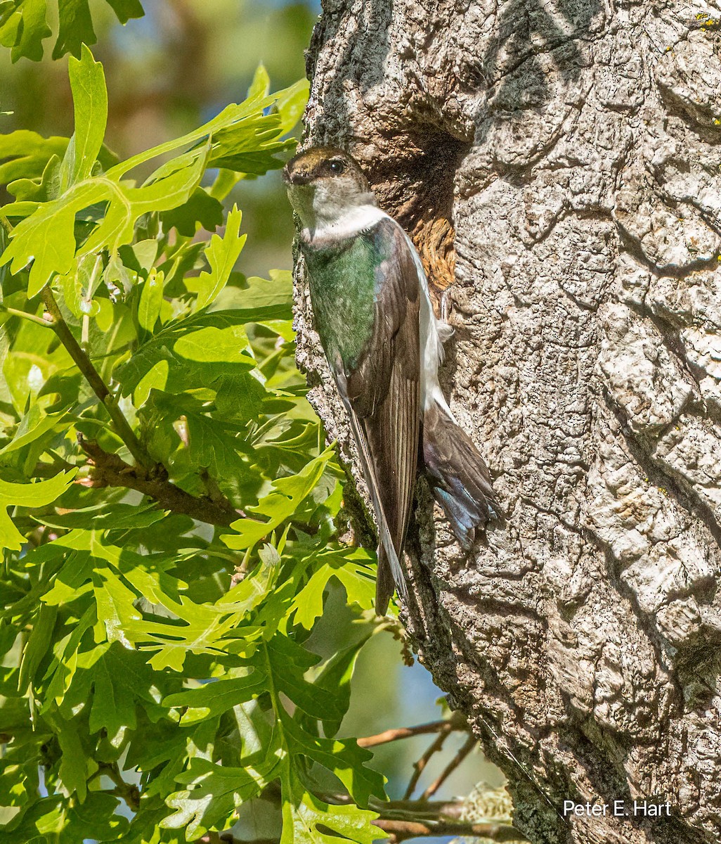 Violet-green Swallow - ML617574460