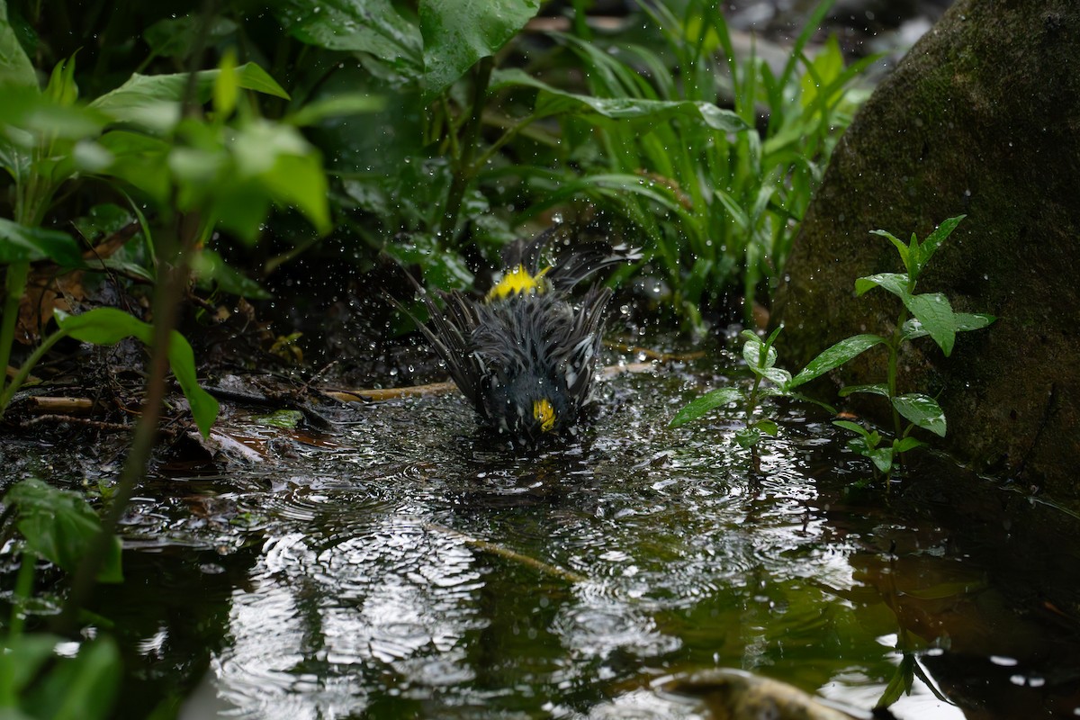 Yellow-rumped Warbler - Jenn S 🦉