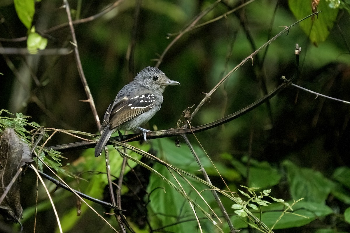 Black-crowned Antshrike - Daniel Arndt