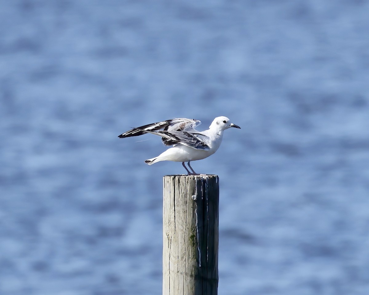 Bonaparte's Gull - ML617574480