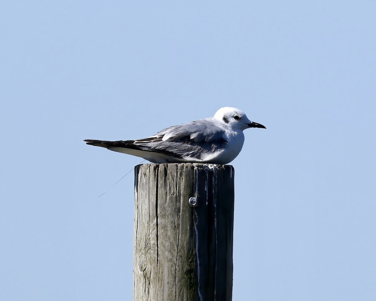 Bonaparte's Gull - ML617574481