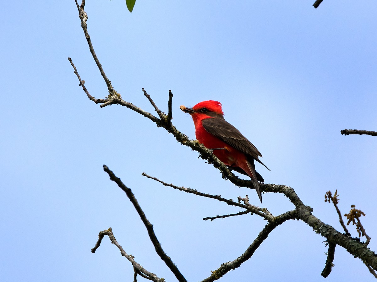 Vermilion Flycatcher - ML617574574