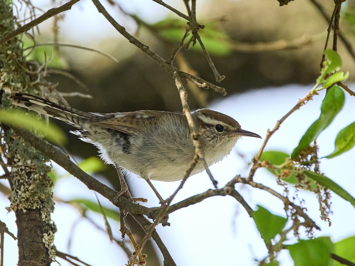 Bewick's Wren - ML617574579