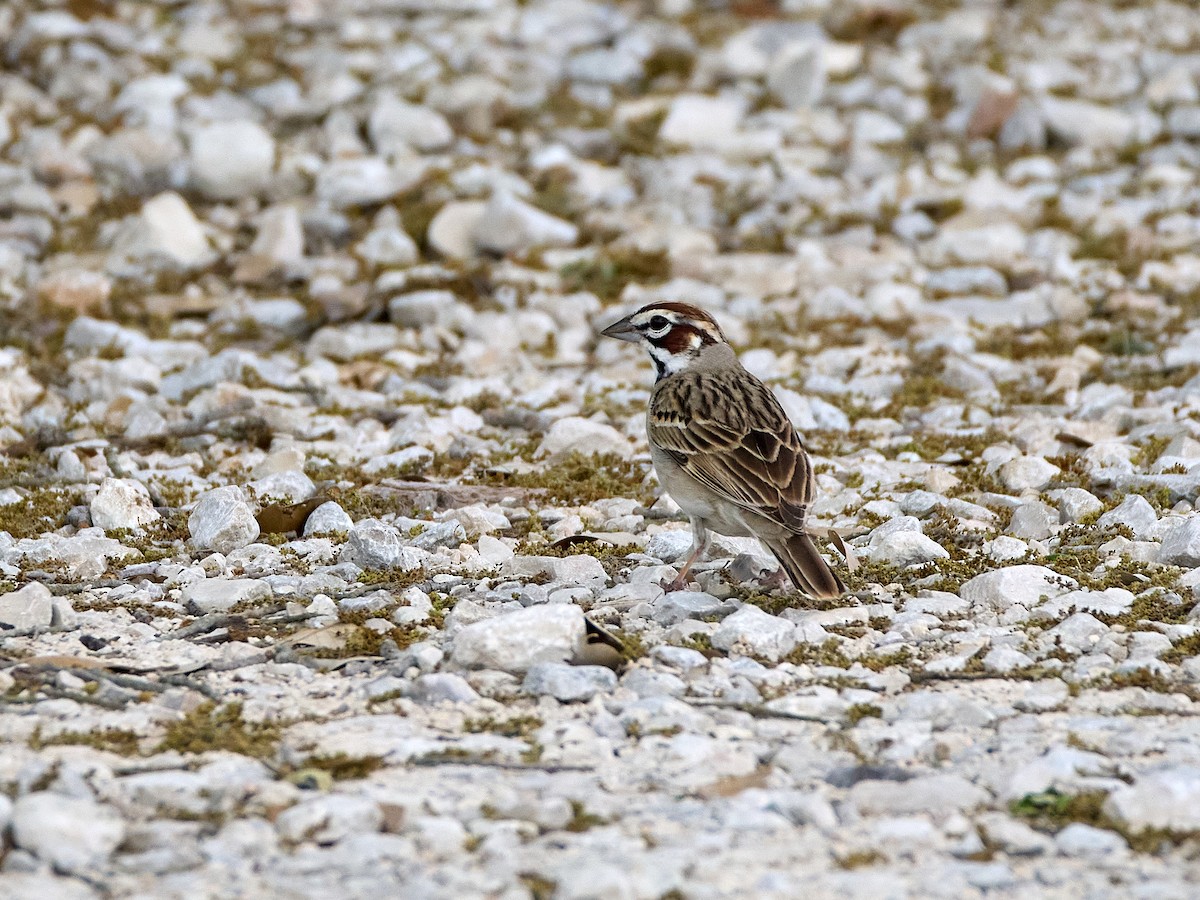 Lark Sparrow - Scott Ramos