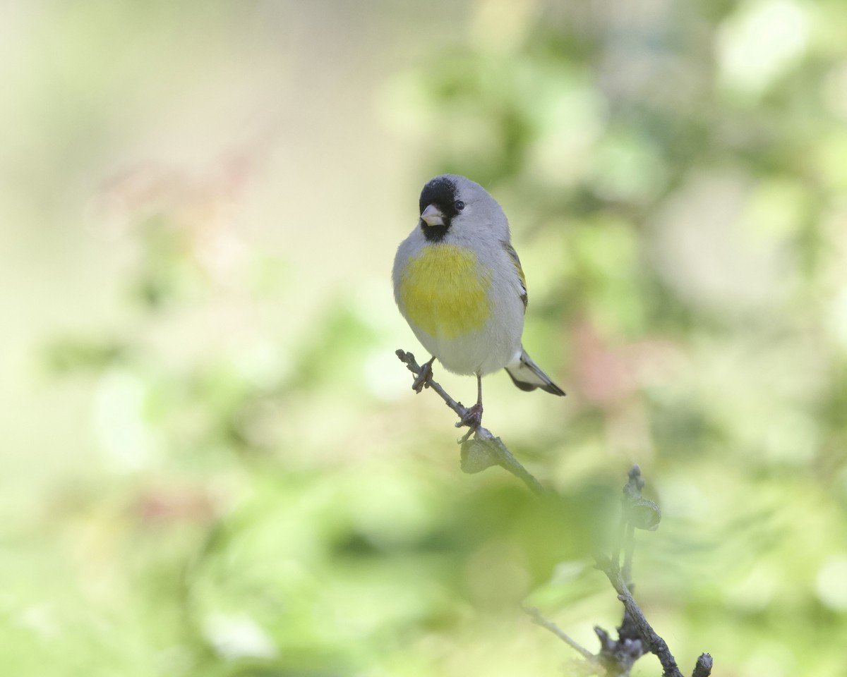 Lawrence's Goldfinch - ML617574599