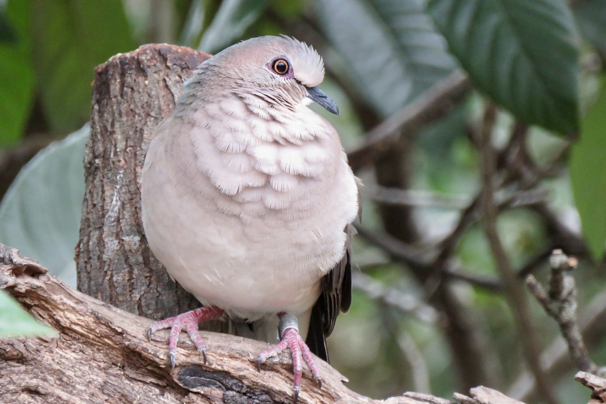 White-tipped Dove - ML617574625