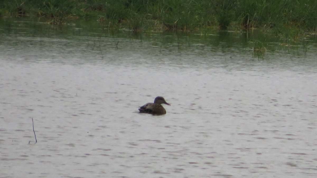 Gadwall - Samuel de la Calle San José