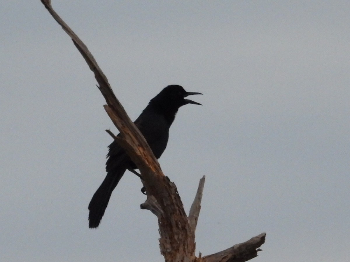 Boat-tailed Grackle - ML617574663