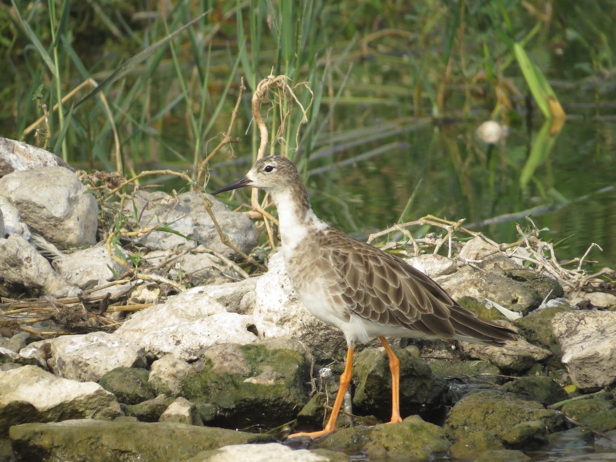 Common Redshank - ML617574676