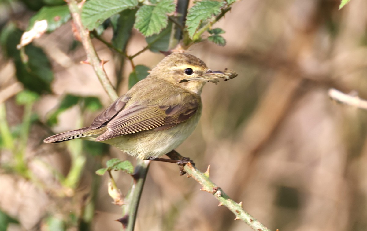 Common Chiffchaff - ML617574697