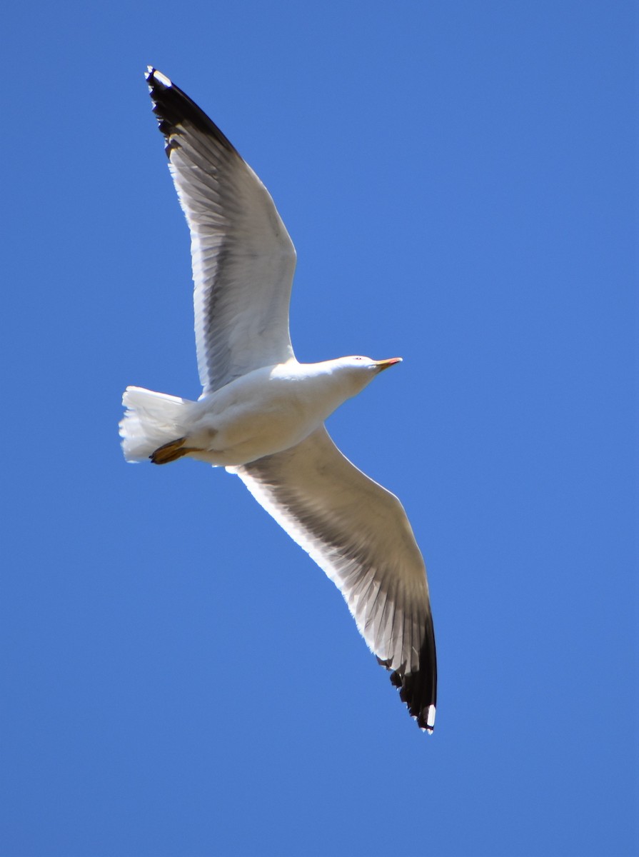 Yellow-legged Gull - ML617574703