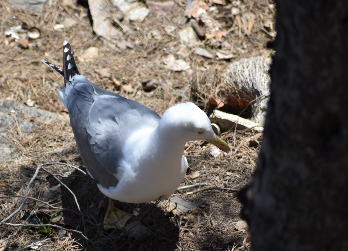 Yellow-legged Gull - ML617574704