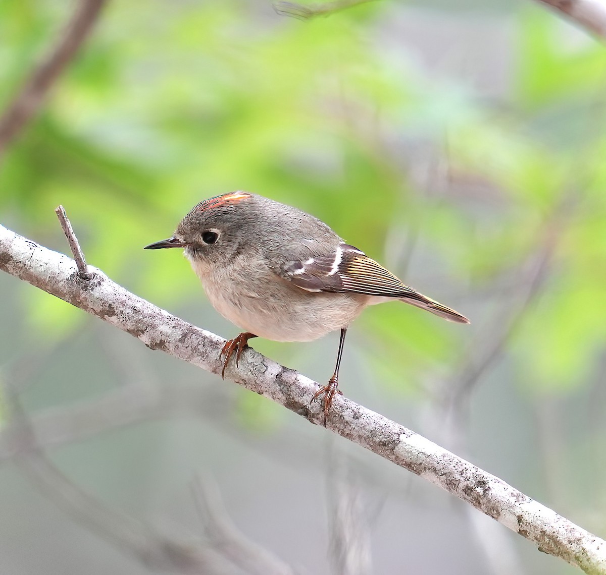 Ruby-crowned Kinglet - james fallon