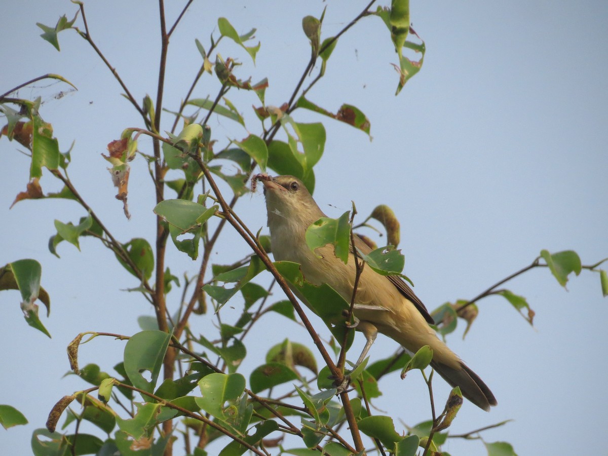 Clamorous Reed Warbler - ML617574722