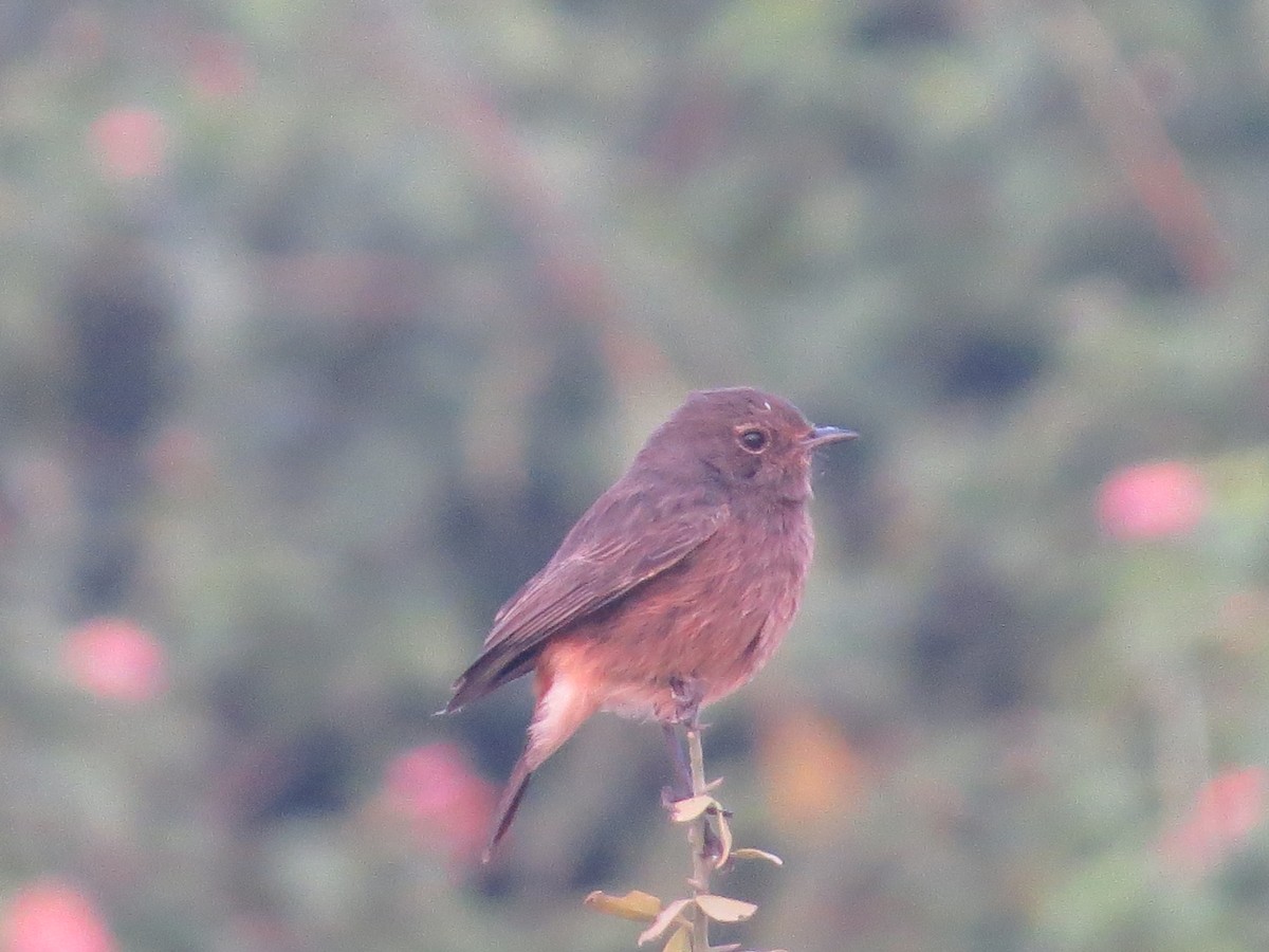 Pied Bushchat - ML617574737