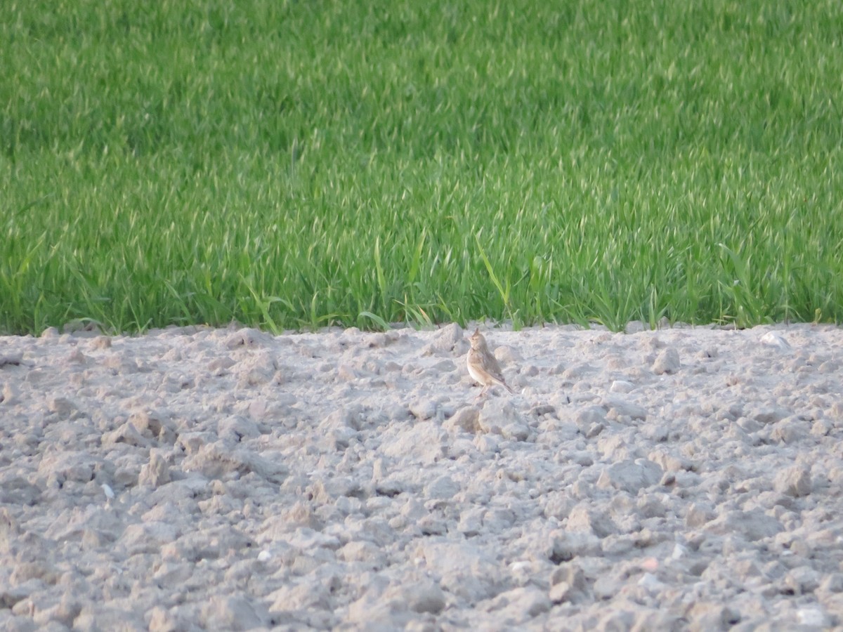 Crested Lark - Samuel de la Calle San José