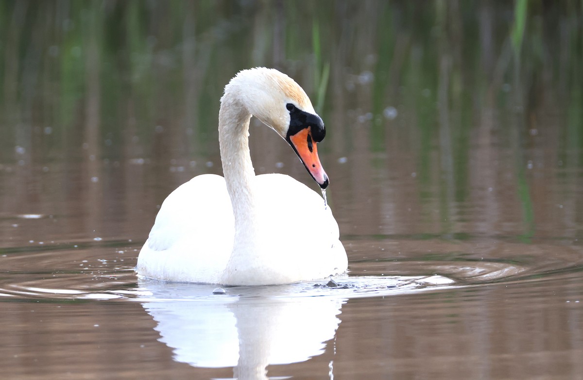 Cygne tuberculé - ML617574760