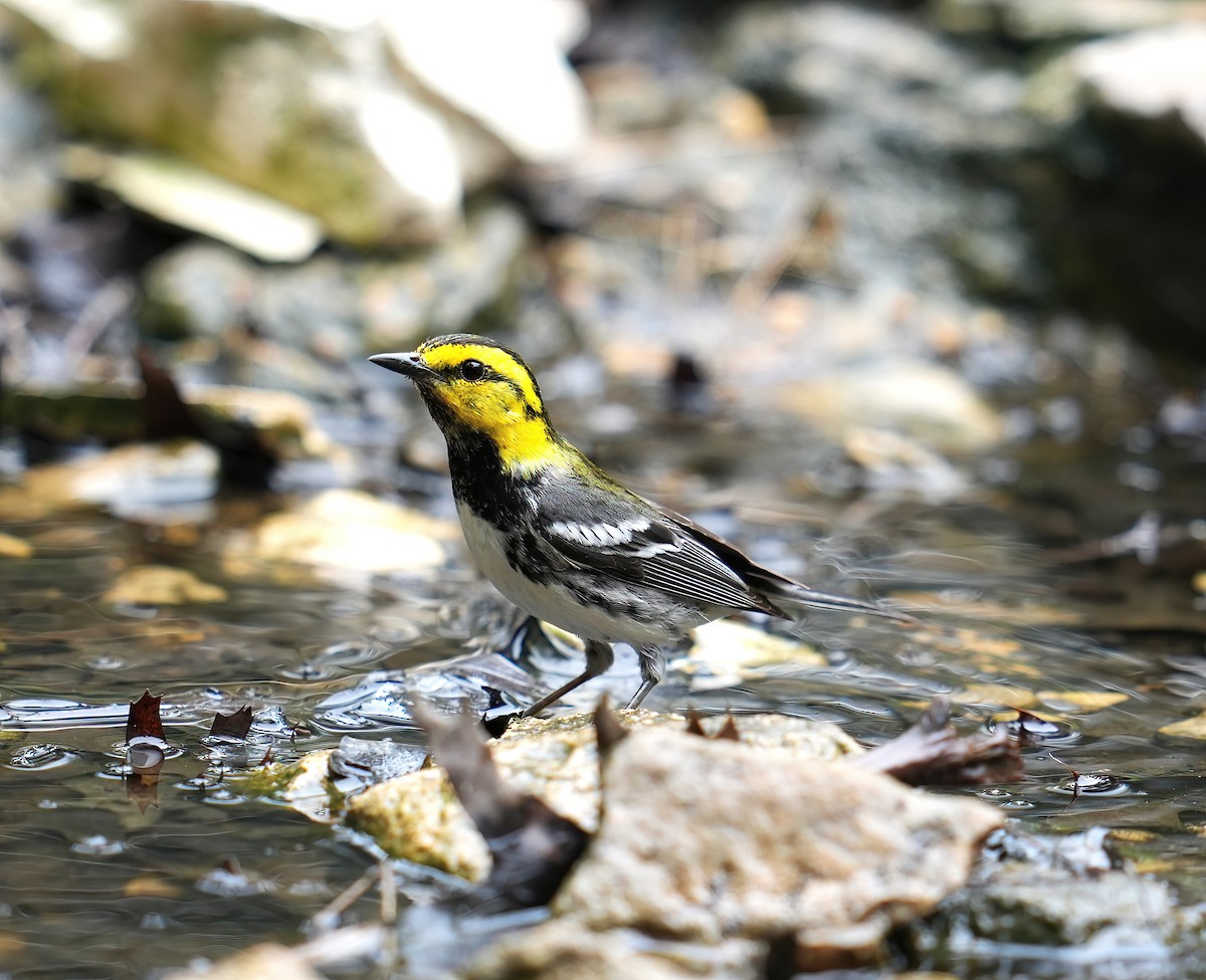 Golden-cheeked Warbler - james fallon