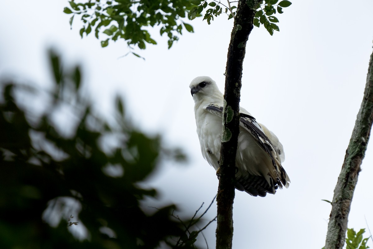 White Hawk - Daniel Arndt