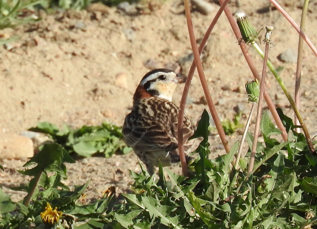 Chestnut-collared Longspur - ML61757491