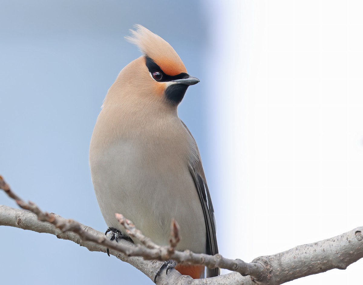 Bohemian Waxwing - ML617574910