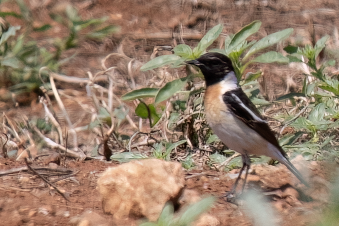 Siberian Stonechat (Caspian) - ML617574918