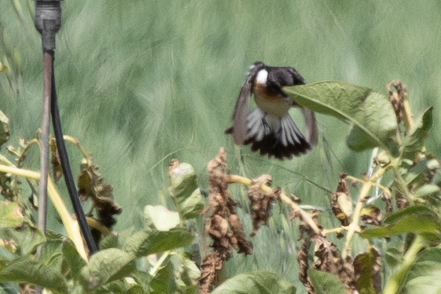 Siberian Stonechat (Caspian) - ML617574919