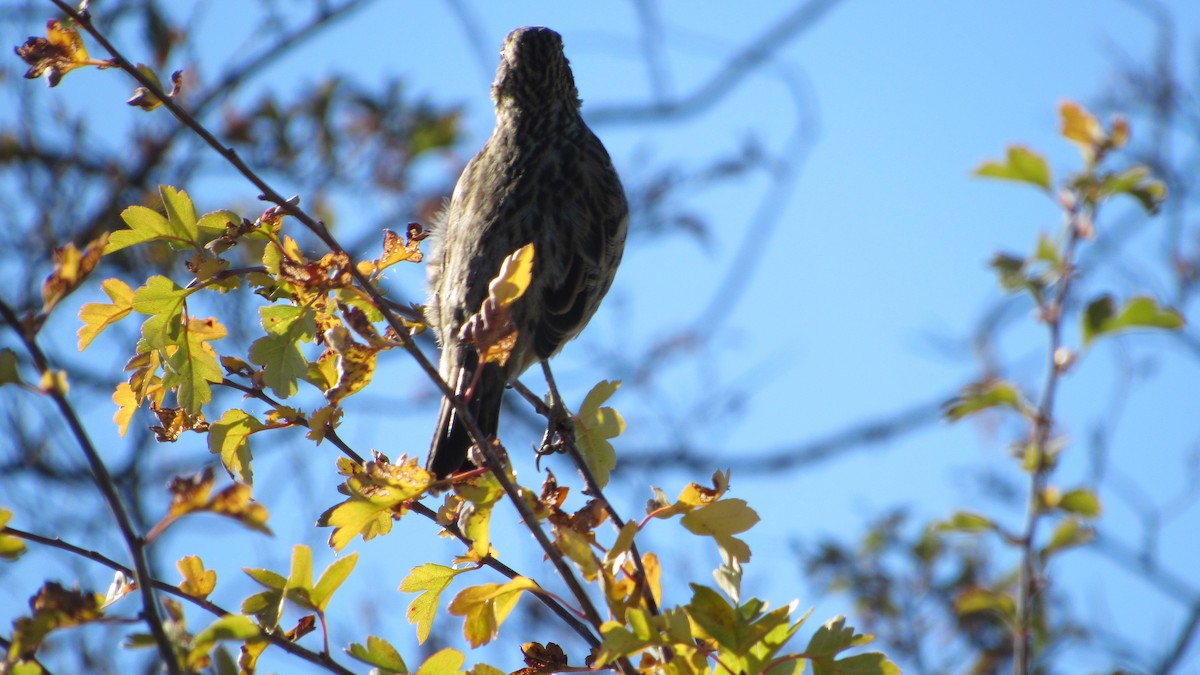 Rufous-tailed Plantcutter - tusken birder