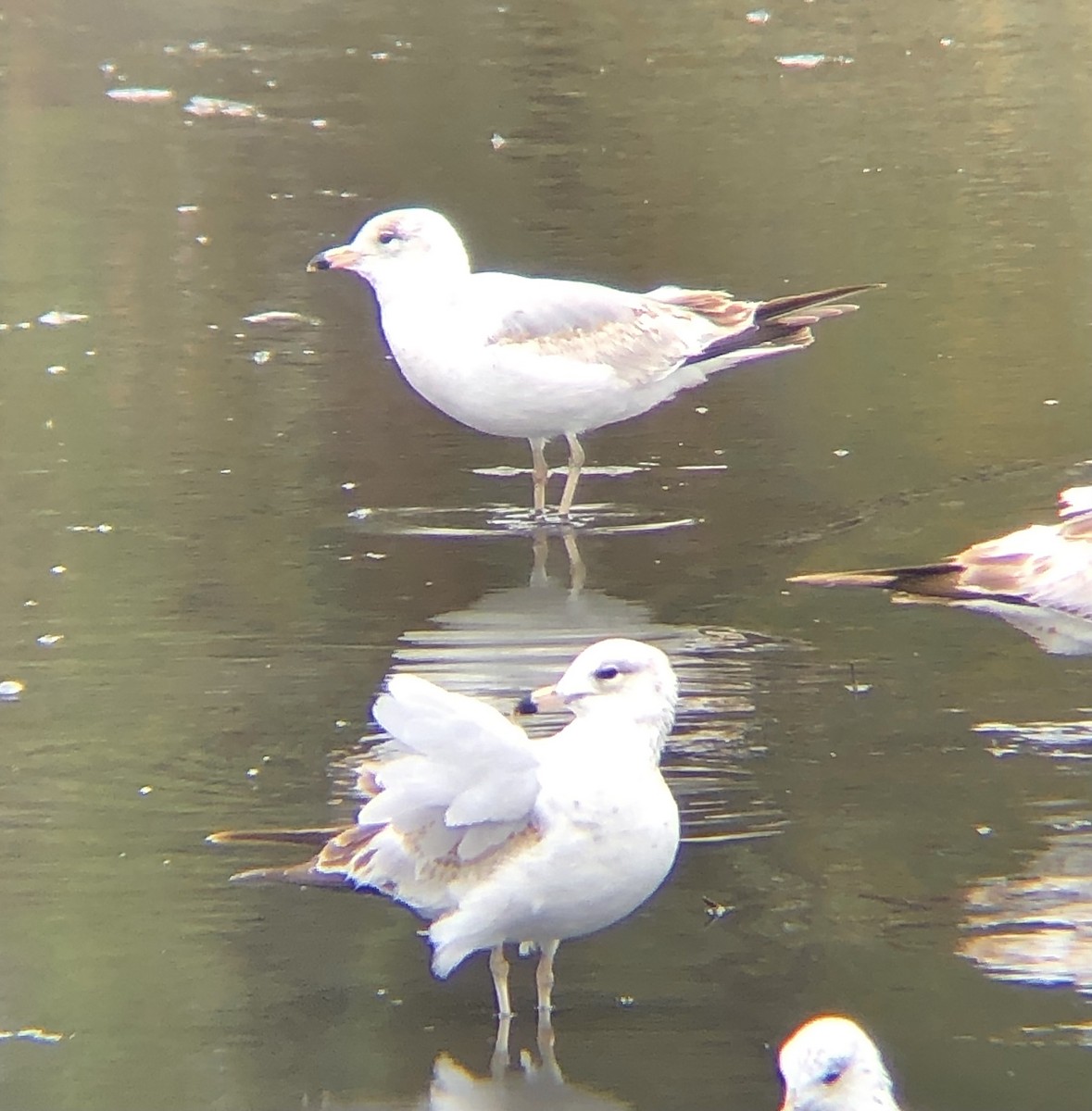 Ring-billed Gull - ML617574940