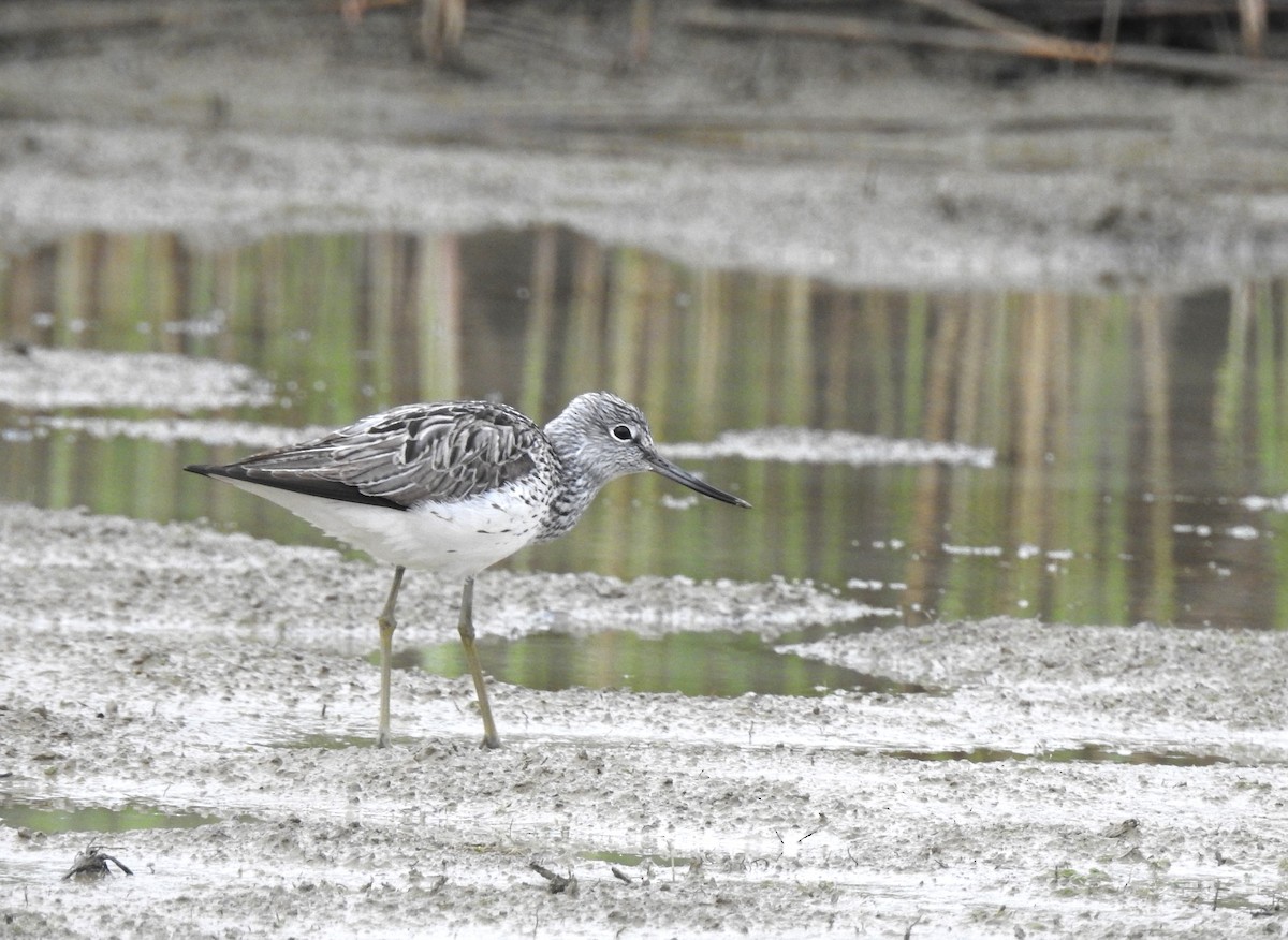 Common Greenshank - Lorenzo Pini