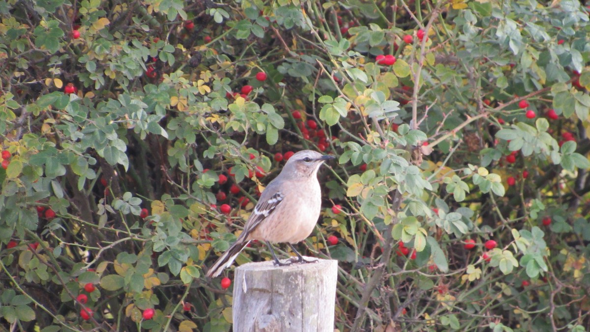 Patagonian Mockingbird - ML617574960