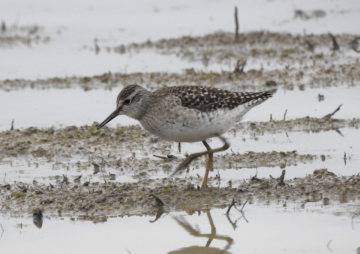 Wood Sandpiper - Lorenzo Pini