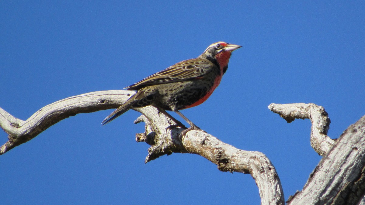 Long-tailed Meadowlark - ML617574990