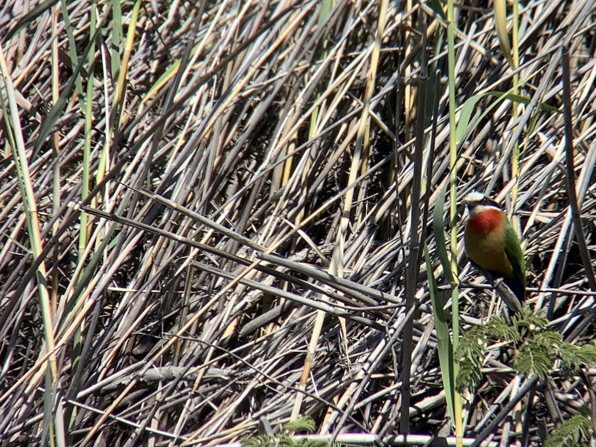 White-fronted Bee-eater - ML617575020