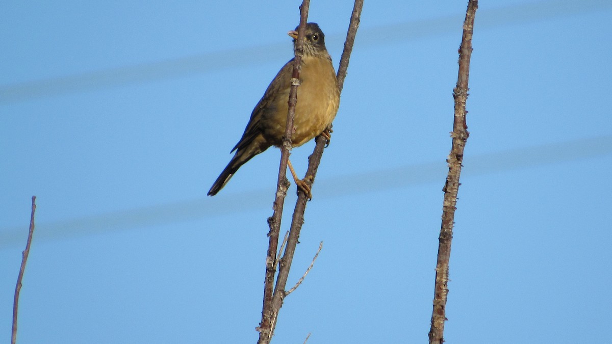 Austral Thrush - ML617575046