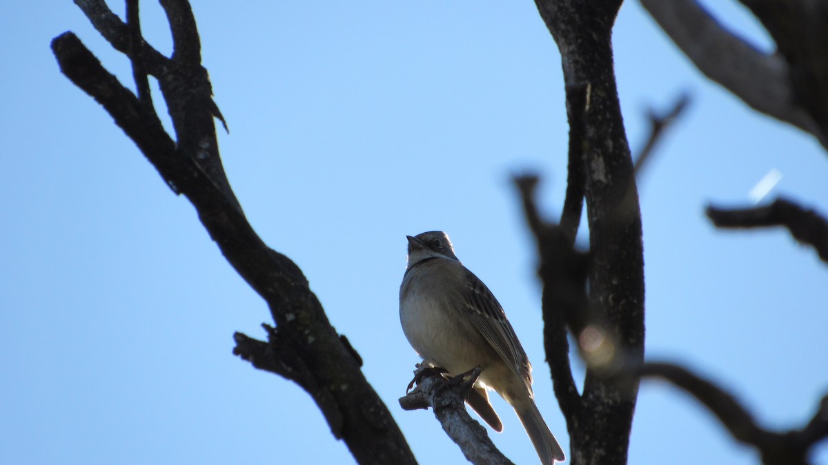 Rufous-collared Sparrow - ML617575061